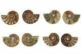 Cut & Polished Agatized Ammonite Fossils - 2 to 2 1/2" Size - Photo 2